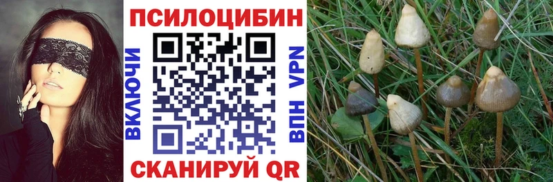 kraken ССЫЛКА  Видное  Псилоцибиновые грибы GOLDEN TEACHER 